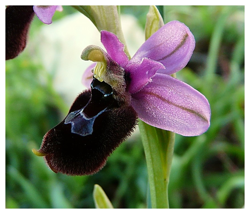 Ophrys bertoloniiformis x O. tenthredinifera